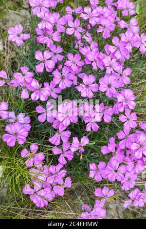 Wilde Nelke. Hintergrund von Nelkenblumen. Stockfoto