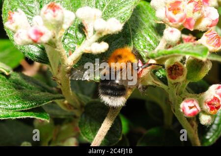 Baum Bumblebee, 'Bombus hypnorum', weit verbreitet nach der Ankunft in Großbritannien im Jahr 2001. Hier auf Cotoneaster Blumen. Ausgeprägte Vorliebe für Vororte und Wälder Stockfoto