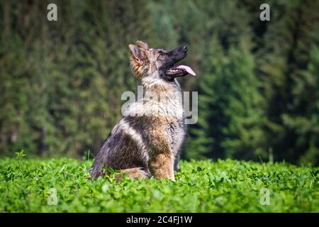 Athletischer Schäferhund (Elsässer) auf einer Wiese sitzen und keuchend Stockfoto