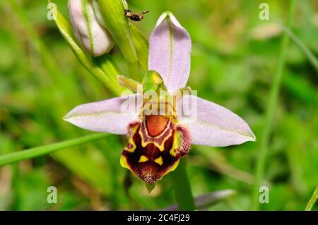 Bee Orchid, 'Orphy apifera', seltene Variation, die auf kalkhaltigen Graslandschaften in Wiltshire, Großbritannien, von Juni bis juli wächst. Stockfoto