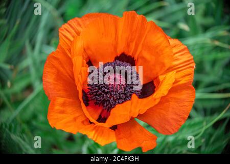 Nahaufnahme einer großen orangen Mohnblume, einzelne Blume auf Blattgrund Stockfoto