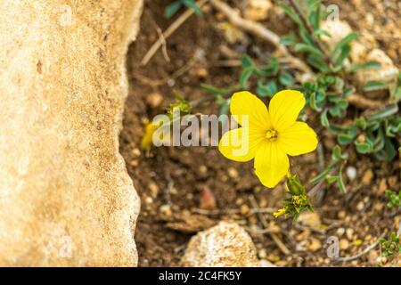 Gelbe Blüten wachsen auf Steinboden. Blüte aus nächster Nähe Stockfoto