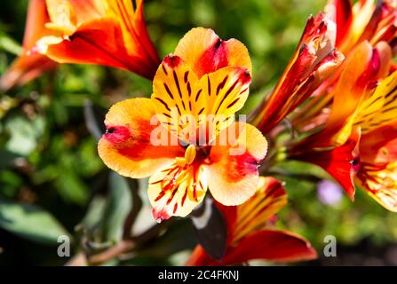 Nahaufnahme Detail einer Tigerlilie Blume Stockfoto