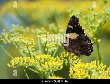 Neuseeland Red Admiral Butterfly (Vanessa gonerilla) Stockfoto