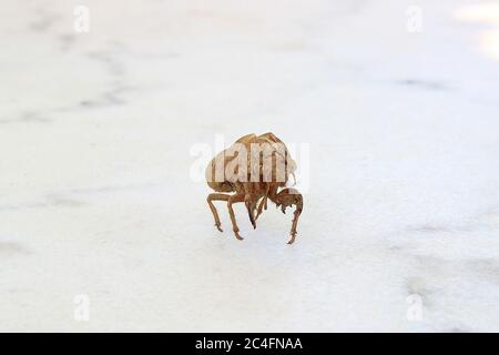 Cicada Insektenschale isoliert auf einem weißen Marmor Oberfläche Hintergrund. Geringe Schärfentiefe Stockfoto