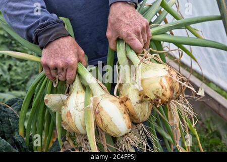 Farmers Hände tragen geerntete 'Ailsa Craig' Zwiebeln 'Allium cepa', angebaut in Greenhouse, Alaska. Stockfoto