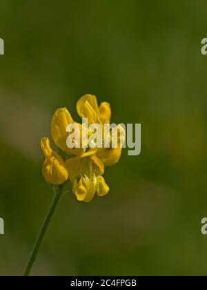 Leuchtend gelbe Wildsenfblume, selektiver Fokus mit grünem Bokeh Hintergrund - sinapis arvensis Stockfoto