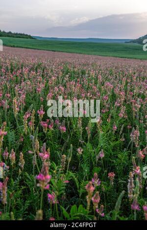 Feld der blühenden sainfoin oder Heilklee Wildblumen. Rosa Blüten sainfoin, Onobrychis viciifolia. Wildblumen Hintergrund. Landwirtschaftlicher Ansatz. Stockfoto