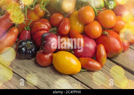 Die Ernte von verschiedenen Tomaten. Bio-Tomaten grün, rot, gelb, orange. Verschiedene frische bunte Tomaten. Tomaten verschiedene Sorten. Stockfoto