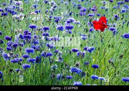 Red Blue Red Wildflower Wiesenblumen Centaurea Mohn Papaver Rhoeas Single in Blue Bachelors Buttons blüht Wildblumen Wiese Kornblumen Juni Stockfoto