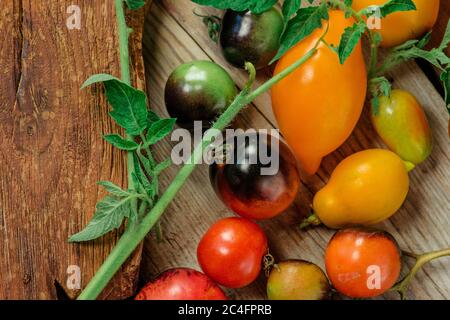 Mischen Tomaten Hintergrund. Mehrere Sorten von Tomaten am Sommertag. Verschiedene Arten sortiert bunte Tomaten. Stockfoto