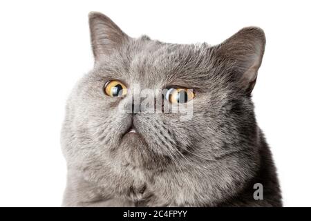 Kopf einer männlichen britischen Kurzhaarkatze Nahaufnahme isoliert auf dem weißen Hintergrund. Stockfoto