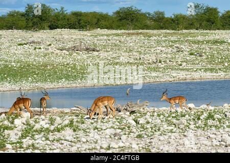 Braune Impalas (Aepyceros melampus) bei Sonnenaufgang in der Nähe des Wasserlochs. Etosha Nationalpark, Namibia. Große Antilope. Wilde Natur, Afrika Stockfoto