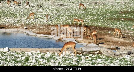 Braune Impalas (Aepyceros melampus) bei Sonnenaufgang in der Nähe des Wasserlochs. Etosha Nationalpark, Namibia. Große Antilope. Wilde Natur, Afrika Stockfoto