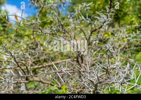 Nahaufnahme eines Acacia Thorn Tree Stockfoto