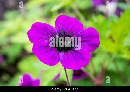 Geranium 'Ann Folkard' eine magentafarbene Pflanze im Frühling, die allgemein als Cranesbill bekannt ist Stockfoto