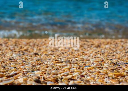 Fein gefräste Muscheln und nasser Sand am Strand. Nahaufnahme Stockfoto