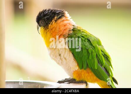 Bild eines schwarzen Kaiquenpapagei. Stockfoto