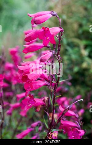 Penstemon 'Andenken an Friedrich Hahn' (Penstemon campanulatus 'Granat') eine rote Sommerhalbimmergrüne Staudenblüte Stockfoto