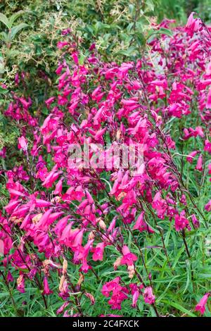 Penstemon 'Andenken an Friedrich Hahn' (Penstemon campanulatus 'Granat') eine rote Sommerhalbimmergrüne Staudenblüte Stockfoto