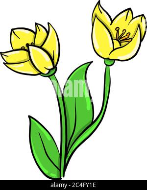 Gelber Mohn, Illustration, Vektor auf weißem Hintergrund Stock Vektor