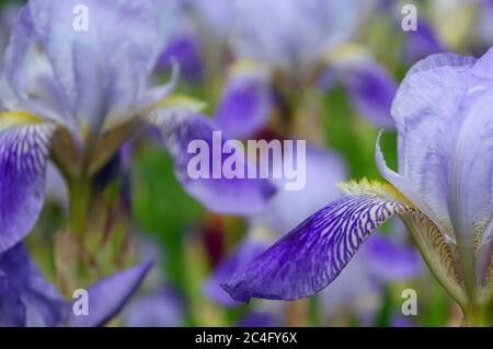 Ein Makro mit blauer Iris. Nahaufnahme des Irisblumenkopfes. Lila Iris Blütenblätter Nahaufnahme. Irisiert den Hintergrund. Stockfoto