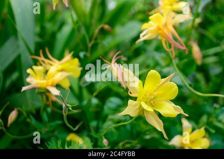 Colombine Blumen aus der Nähe. Aquilegia chrysantha. Gelbe Blüten von Aquilegia auf grünem Hintergrund am Blumenbeet. Stockfoto