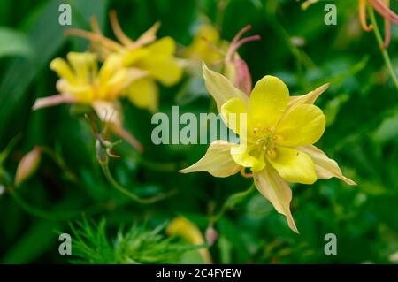Colombine Blume Nahaufnahme. Aquilegia chrysantha. Gelbe Blume von aquilegia close-up auf grünem Hintergrund von Blumenbeet. Stockfoto