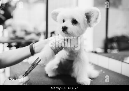 Haarschnitt eines weißen kleinen Hundes. Schöner und lustiger Hund. Malteser Hund Stockfoto