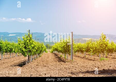 Reihen von Young Weinberg an einem sonnigen Frühlingstag. Junge Plantage eines gepflegten Weinbergs am Anfang der Blüte Copy Space. Moderne Weinherstellung Stockfoto