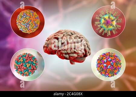 Hirninfektionen. Computer-Illustration von Mikroorganismen, die Enzephalitis und Meningitis verursachen. Stockfoto