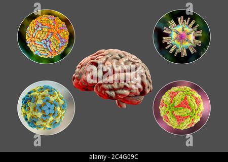 Hirninfektionen. Computer-Illustration von Mikroorganismen, die Enzephalitis und Meningitis verursachen. Stockfoto