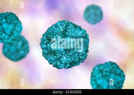 Enteroviren, Computerdarstellung. Enterovirus ist eine Gattung von positiv-sense RNA-Viren der Familie Picornaviridae. Sie waren ursprünglich classifi Stockfoto