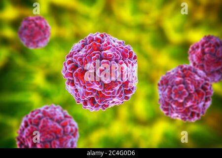 Enteroviren, Computerdarstellung. Enterovirus ist eine Gattung von positiv-sense RNA-Viren der Familie Picornaviridae. Sie waren ursprünglich classifi Stockfoto