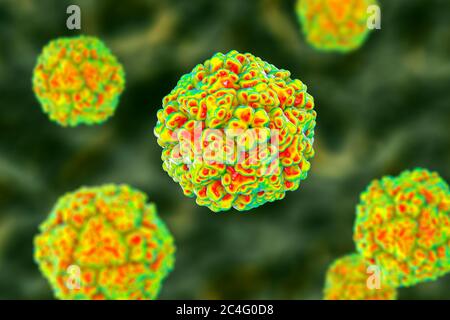 Enteroviren, Computerdarstellung. Enterovirus ist eine Gattung von positiv-sense RNA-Viren der Familie Picornaviridae. Sie waren ursprünglich classifi Stockfoto