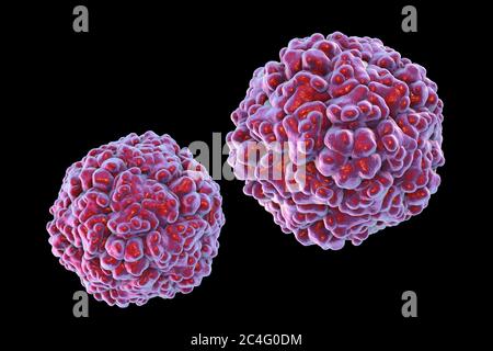 Enteroviren, Computerdarstellung. Enterovirus ist eine Gattung von positiv-sense RNA-Viren der Familie Picornaviridae. Sie waren ursprünglich classifi Stockfoto