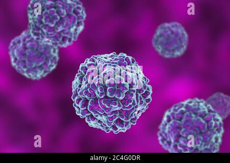 Enteroviren, Computerdarstellung. Enterovirus ist eine Gattung von positiv-sense RNA-Viren der Familie Picornaviridae. Sie waren ursprünglich classifi Stockfoto