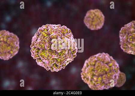 Enteroviren, Computerdarstellung. Enterovirus ist eine Gattung von positiv-sense RNA-Viren der Familie Picornaviridae. Sie waren ursprünglich classifi Stockfoto