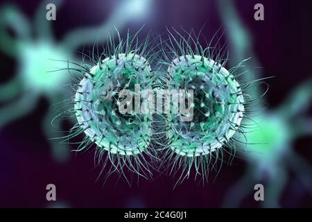 Meningitis-Bakterien (Neisseria meningitidis), Computerdarstellung. N. meningitidis sind gram-negative Diplokokken (paarweise angeordnete sphärische Bakterien), die über die Atemwege übertragen werden. Bei den meisten Menschen verursachen sie entweder asymptomatische Infektionen oder eine nicht schwere Nasopharyngitis, können aber auch schwere Meningitis und generalisierte Infektionen (Meningokokkämie) verursachen, insbesondere bei Kindern. Die Oberfläche von Bakterien ist mit Pilli bedeckt, die eine Rolle bei der Anhaftung von Bakterien an Zellen und Oberflächen spielen. Stockfoto