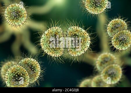 Meningitis-Bakterien (Neisseria meningitidis), Computerdarstellung. N. meningitidis sind gram-negative Diplokokken (paarweise angeordnete sphärische Bakterien), die über die Atemwege übertragen werden. Bei den meisten Menschen verursachen sie entweder asymptomatische Infektionen oder eine nicht schwere Nasopharyngitis, können aber auch schwere Meningitis und generalisierte Infektionen (Meningokokkämie) verursachen, insbesondere bei Kindern. Die Oberfläche von Bakterien ist mit Pilli bedeckt, die eine Rolle bei der Anhaftung von Bakterien an Zellen und Oberflächen spielen. Stockfoto