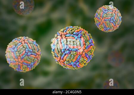 West-Nil-Viruspartikel, Computer Bild. West-Nil-Virus (WNV) ist bekannt, Enzephalitis beim Menschen verursachen. Die WNV gehört zu den Flavivirus, welche sind RNA (Ribonukleinsäure) Viren, die von einer äußeren Protein-Hülle umgeben sind. WNV wird durch Mücken übertragen und befällt sowohl Menschen als auch Tiere. Symptome reichen von leichtem Fieber zu spontanen Blutungen der Haut und der Kreislauf Versagen, die oft tödlich sind. Stockfoto
