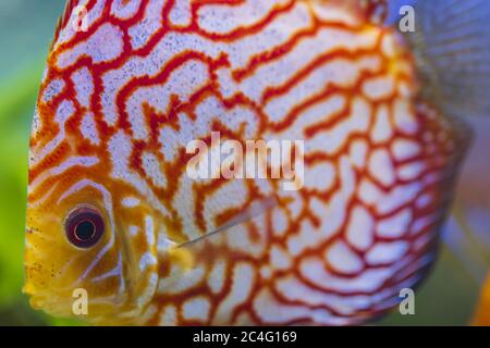 Nahaufnahme der wunderschönen Schachbrettmuster rote Karte diskus Aquarium Fische. Hobby-Konzept. Stockfoto