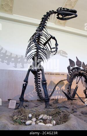 Allosaurus Skelett im Utah Natural History Museum, University of Utah, Salt Lake City, Utah, USA, Nordamerika Stockfoto