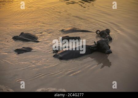 Büffel Nehmen Bad Im Wasser In Sindh, Pakistan Stockfoto