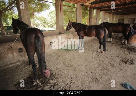 Pferde Essen Essen In Horse Farm - Stall Indoor In Sindh, Pakistan Stockfoto