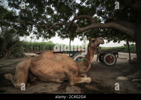 Kamel Sitzt Unter Dem Baum In Der Nähe Seines Karren In Moro, Sindh, Pakistan Stockfoto