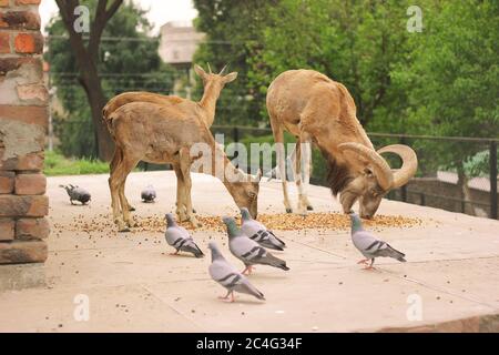 Drei Steinböcke essen im Zoo von Lahore, Pakistan Stockfoto