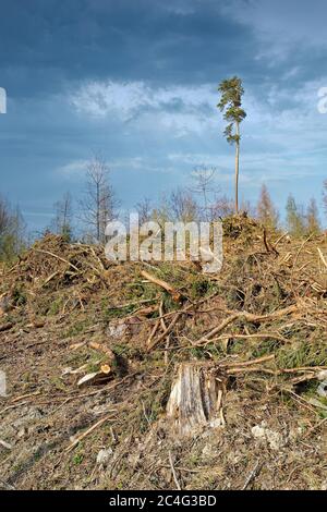 Waldzerstörung - Bäume mit einem stürmischen Himmel über abhauen Stockfoto