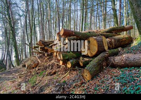 Große abgehauen Bäume auf dem Boden in einem Wald Stockfoto