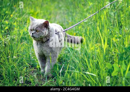 Britische Kurzhaar-Kater mit einer verwundeten Wange geht an der Leine auf hohem grünen Gras auf dem Land Stockfoto